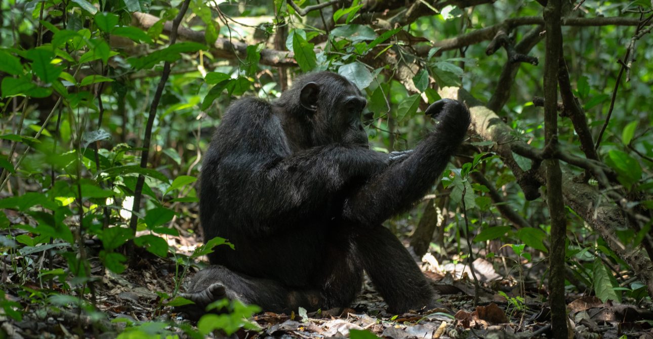 Rwanda’s Primate Paradise: Gorillas, Chimpanzees, and Beyond