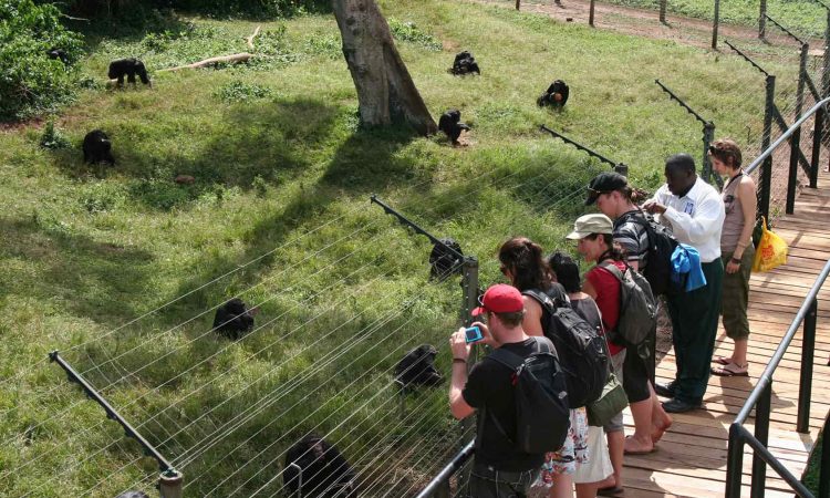 Ngamba Island Chimpanzee sanctuary