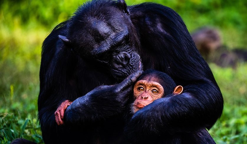 Ngamba Island Chimpanzee sanctuary