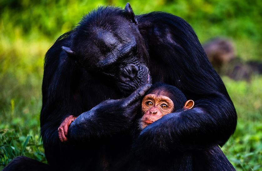 Ngamba Island Chimpanzee sanctuary