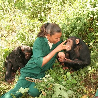 Ngamba Island Chimpanzee sanctuary