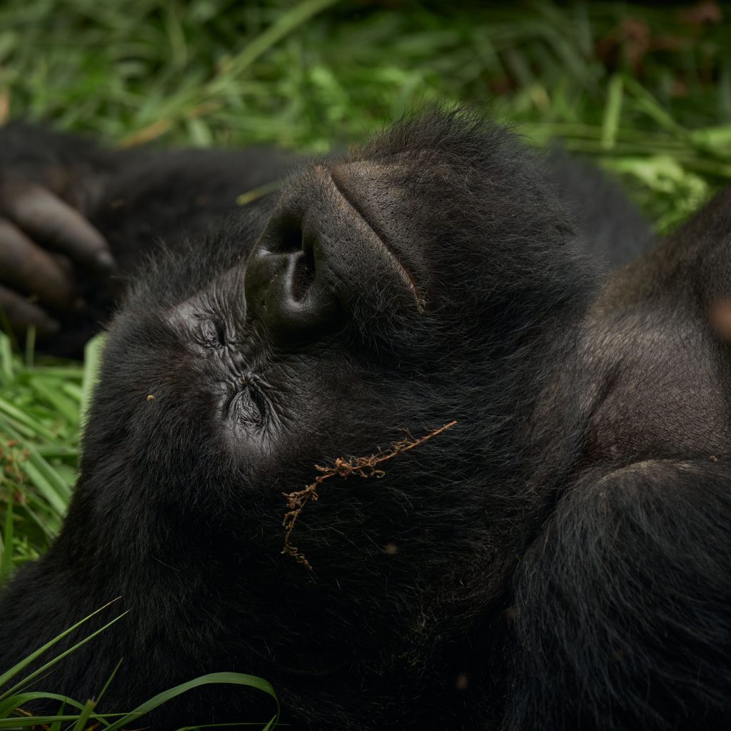 Gorilla Trekking in Rwanda - Africa Sustainable Journeys