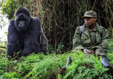 Gorilla Trekking - Uganda