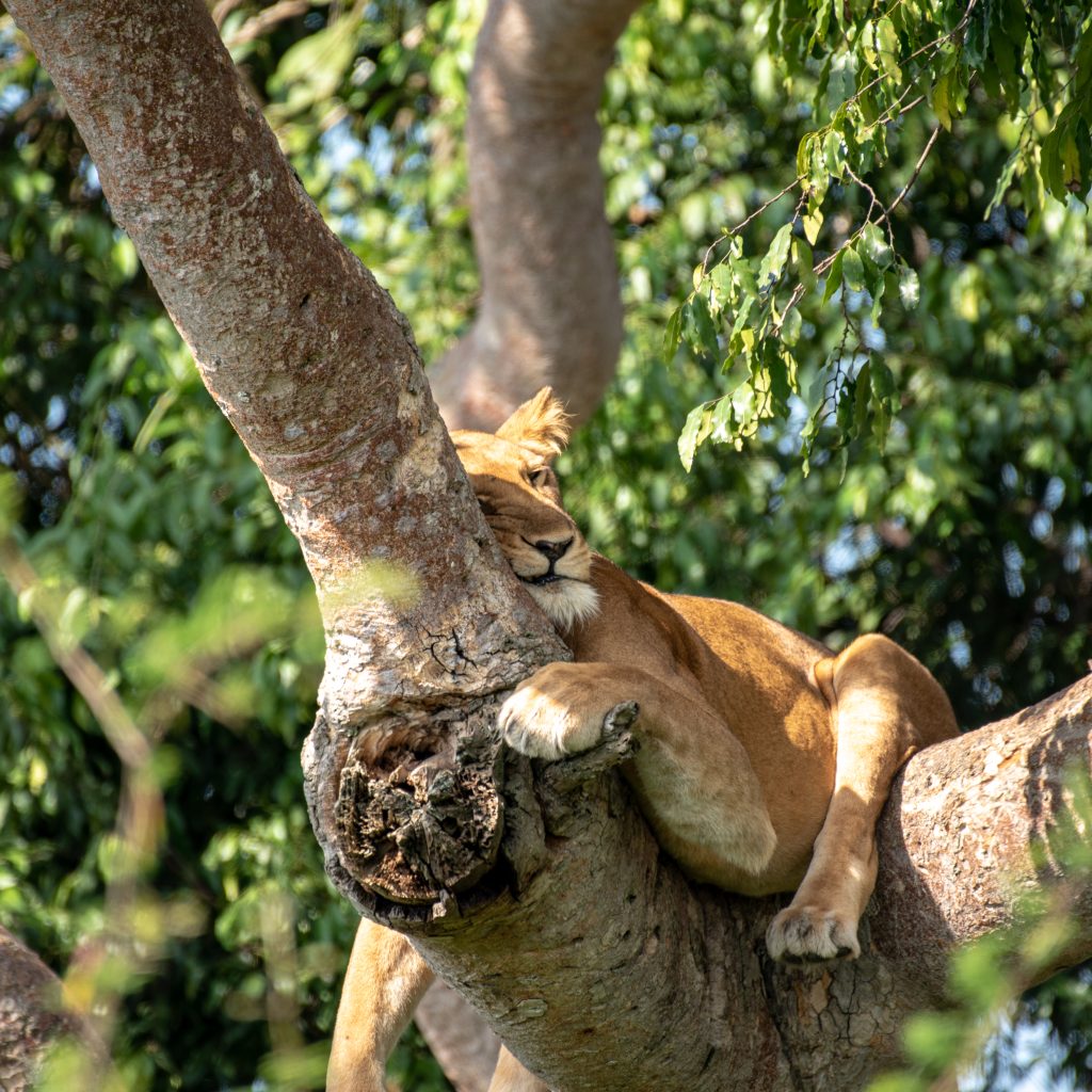 Tree Climbing Lions - Africa Sustainable Journeys