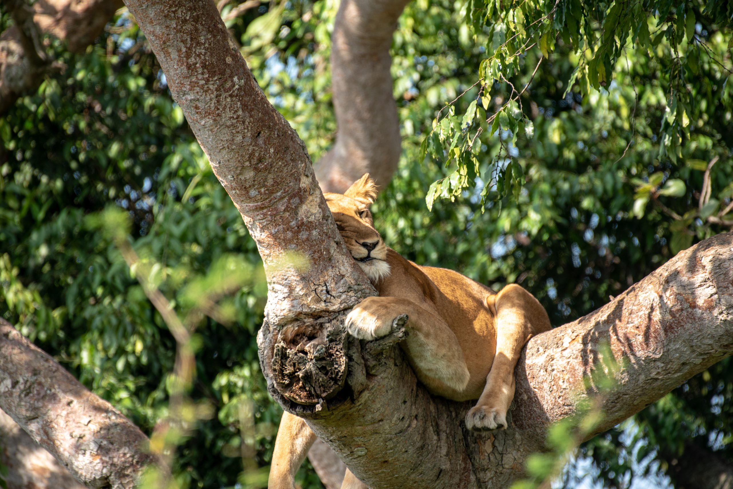 Tree Climbing Lions - Africa Sustainable Journeys