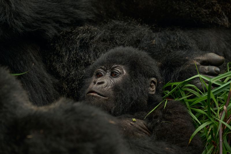 Gorilla Trekking in Uganda - Africa Sustainable Journeys