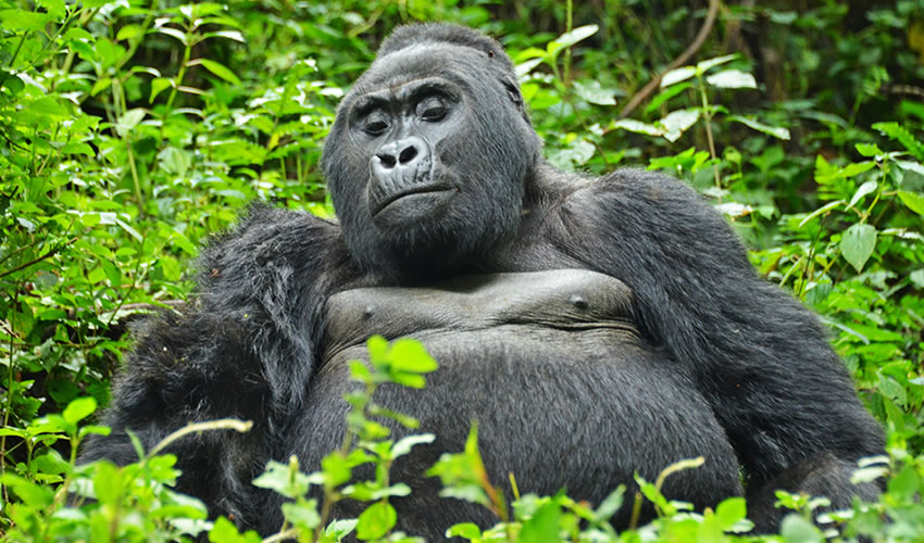 Protecting Gorillas and Empowering Communities.