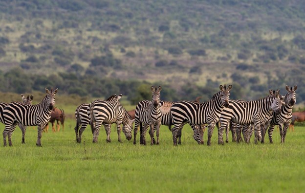 11 Days Rwanda Safari Adventure - Unleash the Explorer in You