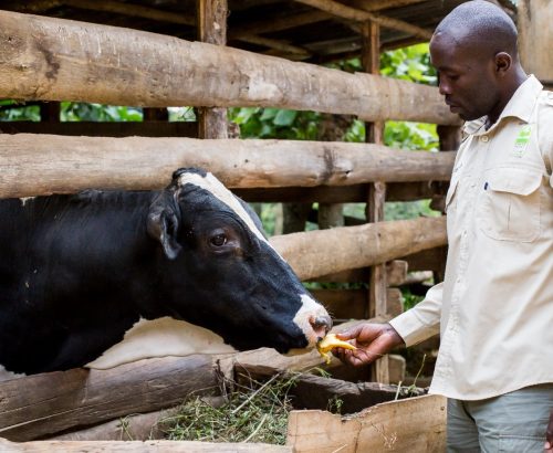 Rwanda Regenerative Agriculture Project