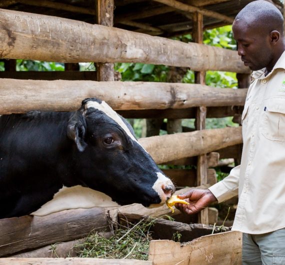 Rwanda Regenerative Agriculture Project