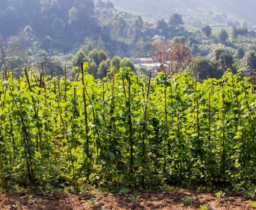 Rwanda Regenerative Agriculture Project