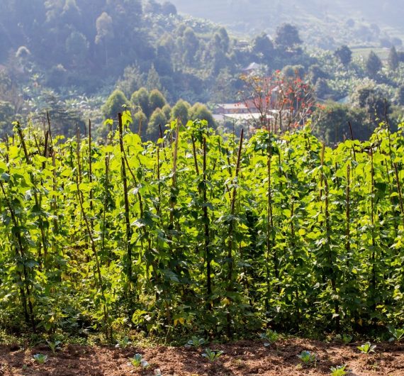 Rwanda Regenerative Agriculture Project