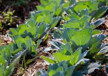 Rwanda Regenerative Agriculture Project