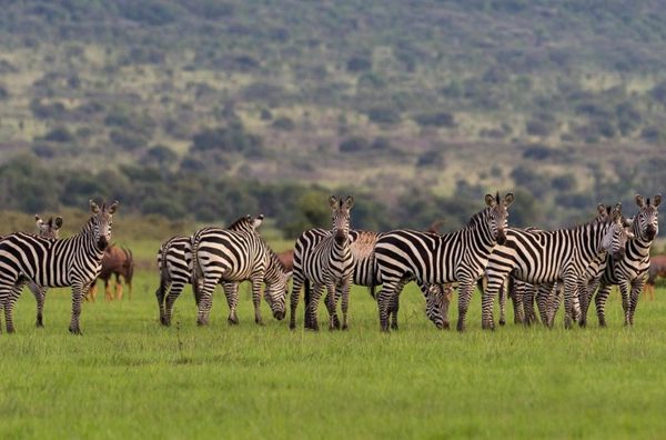 Akagera National Park