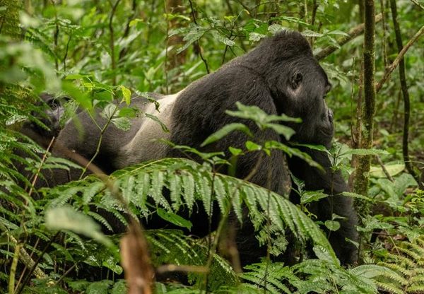 Bwindi Impenetrable National Park: