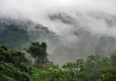 Bwindi Forest Conservation