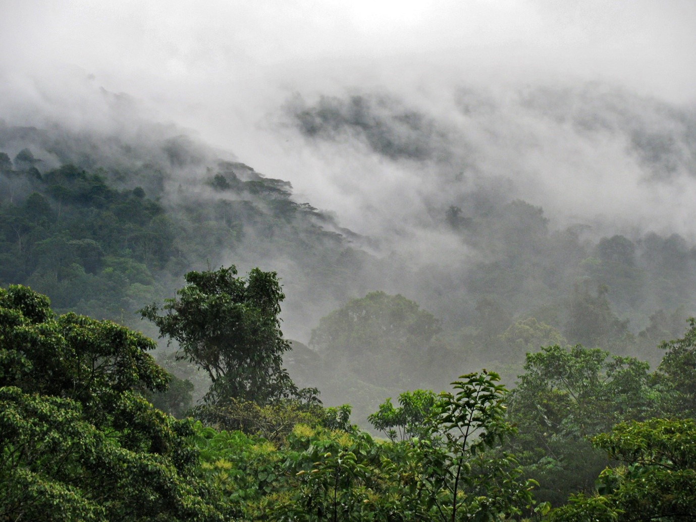 Bwindi Forest Conservation