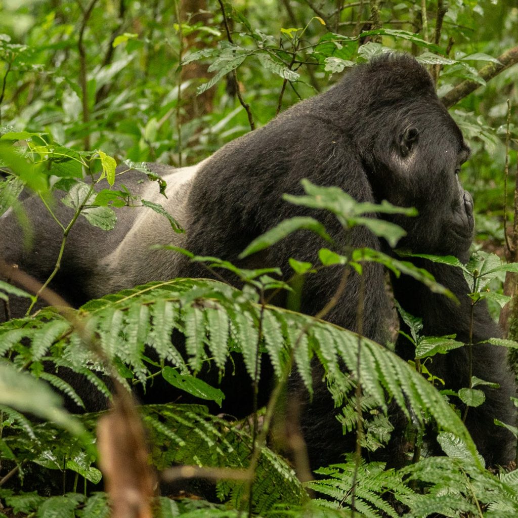 Bwindi Gorilla - Africa Sustainable Journeys