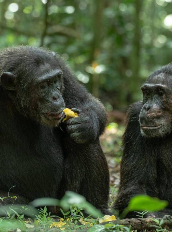 Kibale Chimpanzee Trekking - Africa Sustainable Journeys