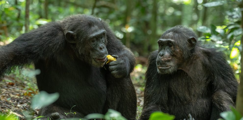 Kibale Chimpanzee Trekking - Africa Sustainable Journeys