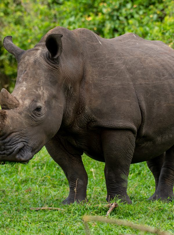 ziwa rhino sanctuary - Africa Sustainable Journeys