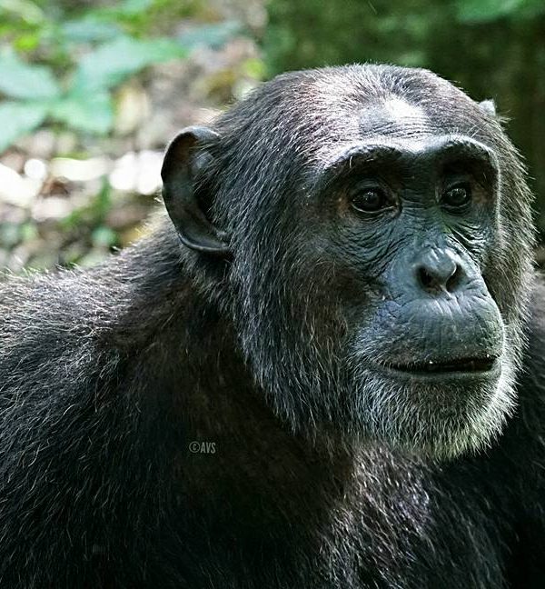 Kibale Chimpanzee tracking - Africa Sustainable Journeys