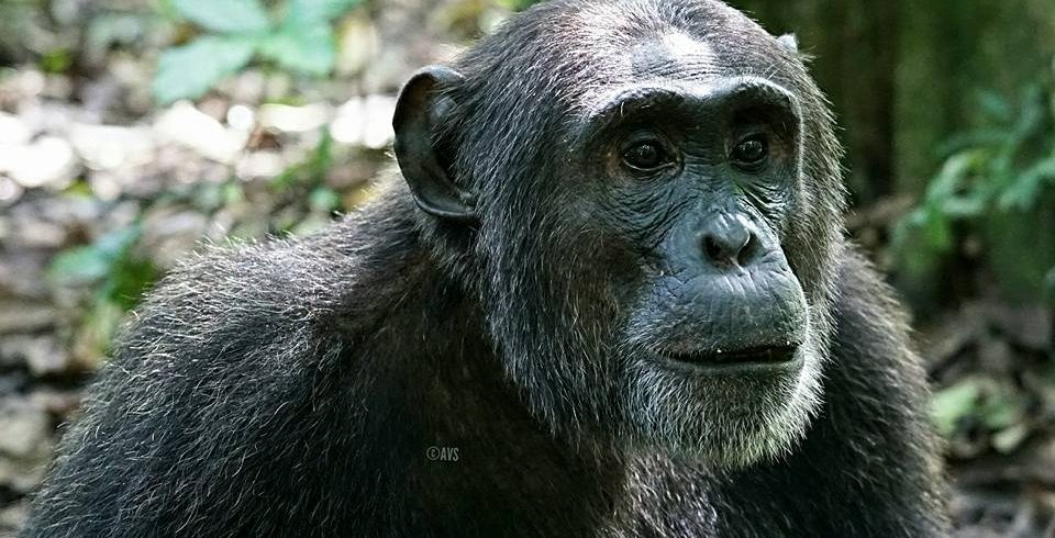 Kibale Chimpanzee tracking - Africa Sustainable Journeys