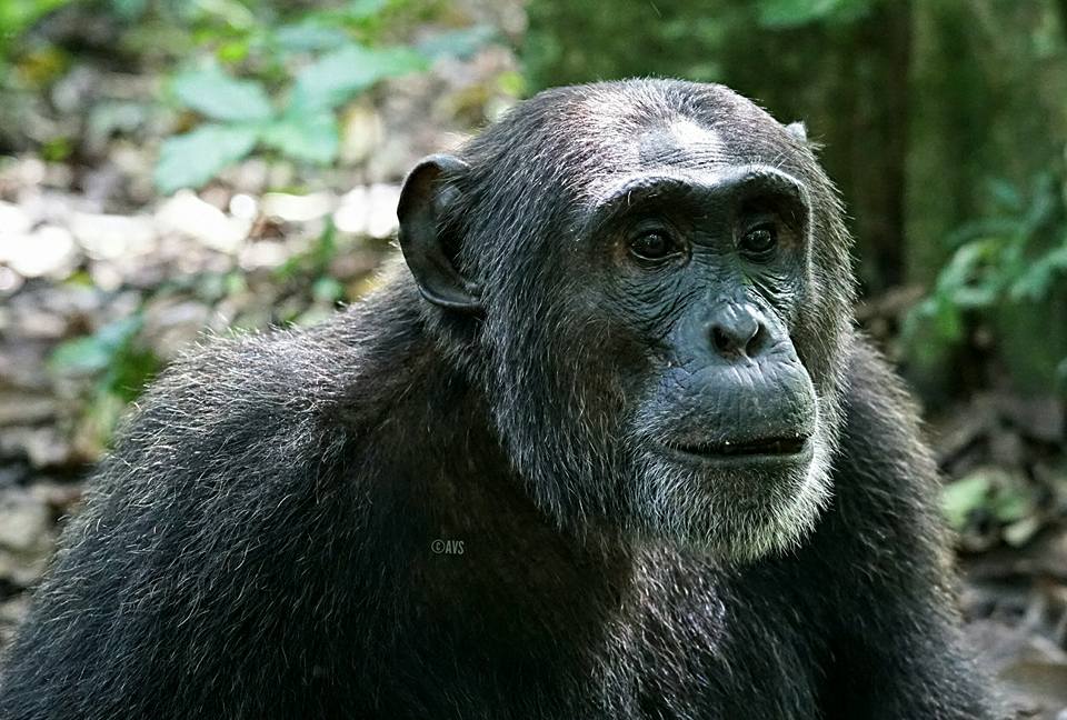 Kibale Chimpanzee tracking - Africa Sustainable Journeys