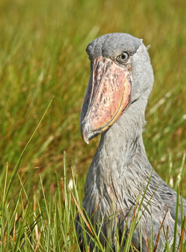 Shoebill Stork - Africa Sustainable Journeys