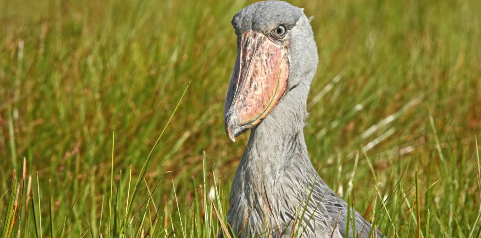 Shoebill Stork - Africa Sustainable Journeys