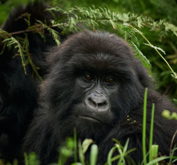 Mountain Gorilla - Africa Sustainable Journeys